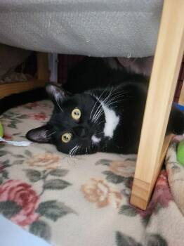 Simon -  Domestic Short Hair Cat Available for Adoption in Diamond Springs, California - Simon | PetCurious