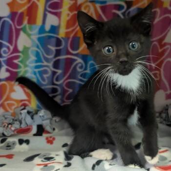 Carlisle -  Domestic Short Hair Cat Available for Adoption - Carlisle | PetCurious