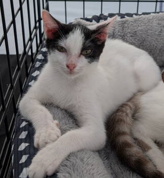 Rescue Domestic Short Hair Cats for Adoption in Apopka, Florida - Fairlane 7.14.25 | PetCurious