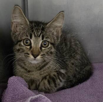 MONTY -  Domestic Short Hair Cat for Adoption in Killeen, Texas - MONTY | PetCurious