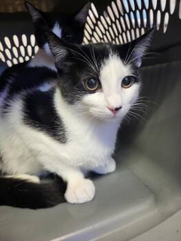 BELLA -  Domestic Short Hair Cat for Adoption in Burbank, California - BELLA | PetCurious