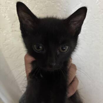 Domestic Short Hair Cats Available for Adoption in San Antonio, Texas - Brother | PetCurious