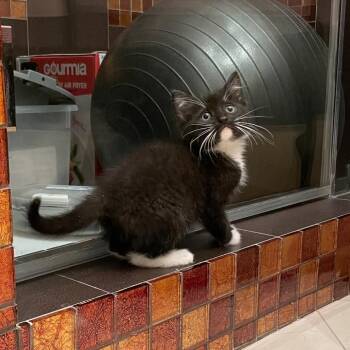 Domestic Short Hair Cats Available for Adoption in Tustin, California - Moonie | PetCurious