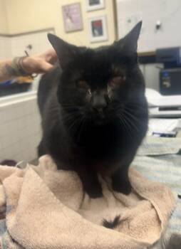 Munchkin and Domestic Short Hair Cats Available for Adoption in Palm Coast, Florida - Gypsy | PetCurious