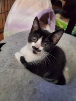 Rescue Domestic Short Hair Cats for Adoption in Fremont, California - Astrid | PetCurious