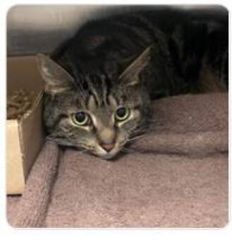 Tot -  Domestic Short Hair Cat for Adoption in West Chester, Pennsylvania - Tot | PetCurious