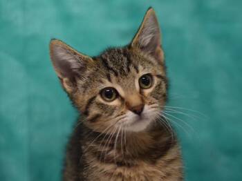 Clover -  Domestic Short Hair Cat for Adoption in Portland, Oregon - Clover | PetCurious