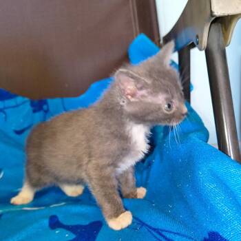 Ruthie -  Domestic Short Hair Cat for Adoption - Ruthie | PetCurious