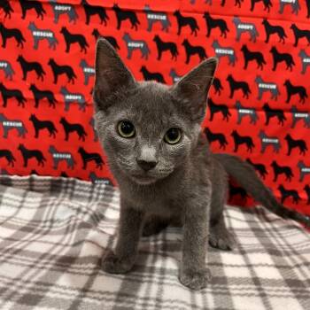 Marty -  Domestic Short Hair Cat for Adoption in Washburn, Missouri - Marty | PetCurious