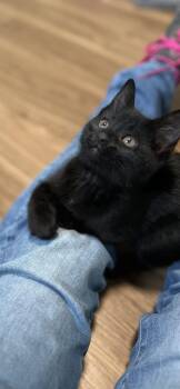 Domestic Short Hair Cats Available for Adoption in Holland, Michigan - Beauty | PetCurious