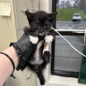 Claire -  Domestic Short Hair Cat for Adoption in Columbiana, Alabama - Claire | PetCurious
