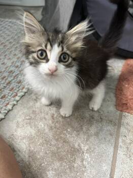 Versailles -  Domestic Long Hair and Tabby Cat for Adoption in Virginia Beach, Virginia - Versailles | PetCurious