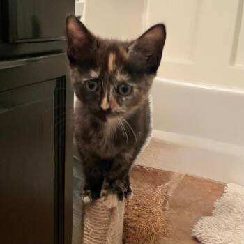 Kisses -  Domestic Short Hair Cat for Adoption in Candler, North Carolina - Kisses | PetCurious