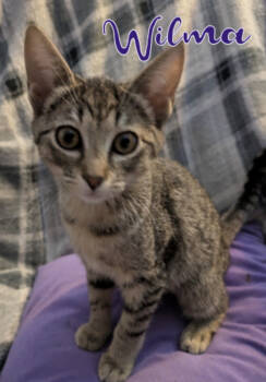 Rescue Domestic Short Hair and Tabby Cats for Adoption in Powder Springs, Georgia - Wilma | PetCurious