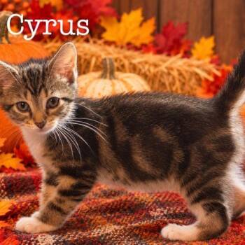 Cyrus -  Domestic Short Hair Cat for Adoption in Seven Valleys, Pennsylvania - Cyrus | PetCurious