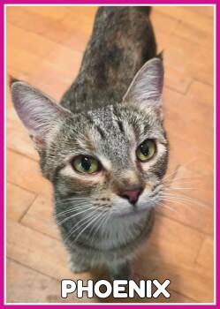 Phoenix -  Domestic Short Hair Cat for Adoption in Valley City, North Dakota - Phoenix | PetCurious