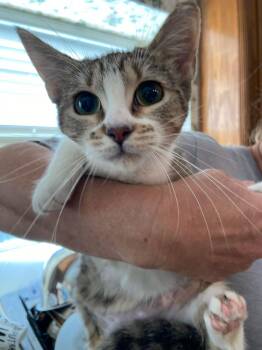 Domestic Short Hair Cats Available for Adoption - Holly | PetCurious