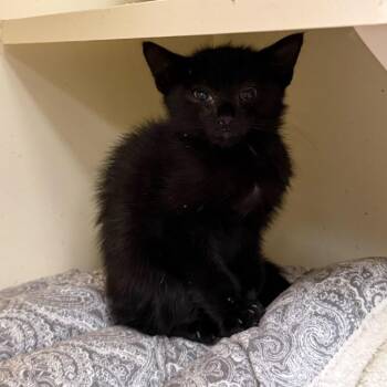 Domestic Short Hair Cats Available for Adoption - Malcolm | PetCurious