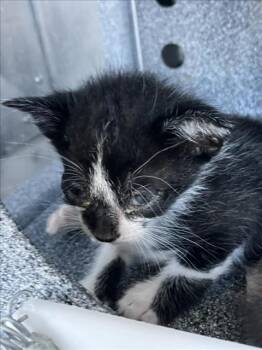 Rescue American Shorthair Cats for Adoption in Dallas, Texas - CHARLIE | PetCurious