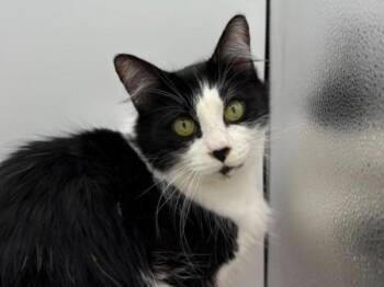 Rescue Domestic Medium Hair Cats for Adoption in Portland, Oregon - Cotton Pad | PetCurious