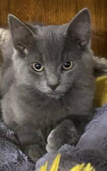 2 Pair Medium Hair Kittens -  Domestic Medium Hair Cat for Adoption in Salem, New Hampshire - 2 Pair Medium Hair Kittens | PetCurious
