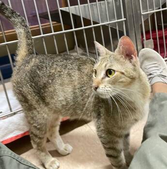 Evie -  Domestic Short Hair Cat for Adoption in Little Rock, Arkansas - Evie | PetCurious