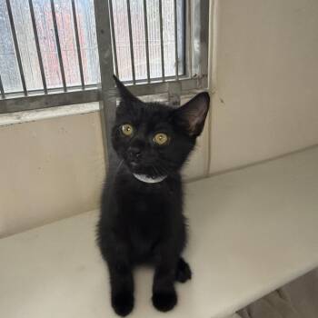Jelly -  Domestic Short Hair Cat for Adoption in Goleta, California - Jelly | PetCurious