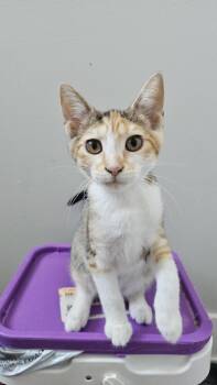 Rescue Domestic Short Hair Cats for Adoption in Chicago, Illinois - Jelly | PetCurious