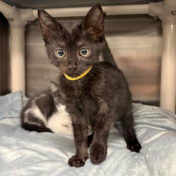 Ducky (Yellow) -  Domestic Short Hair Cat for Adoption in Keizer, Oregon - Ducky (Yellow) | PetCurious