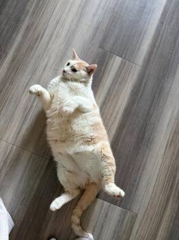 Two Tone -  Domestic Short Hair Cat for Adoption in Minneapolis, Minnesota - Two Tone | PetCurious