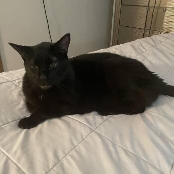 Jet - Home to Home -  American Wirehair and Domestic Medium Hair Cat for Adoption in South Elgin, Illinois - Jet - Home To Home | PetCurious