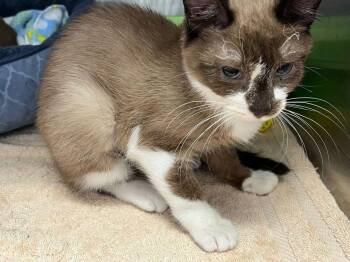 Rocky -  Domestic Short Hair Cat for Adoption in St. Cloud, Florida - Rocky | PetCurious