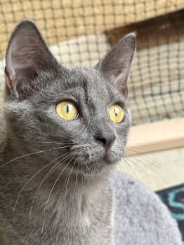 Rescue Domestic Short Hair Cats for Adoption in Denver, Colorado - Lacoste (Western Slope) | PetCurious