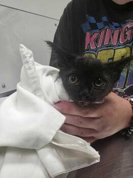 Marceline -  Domestic Short Hair Cat for Adoption in Sevierville, Tennessee - Marceline | PetCurious
