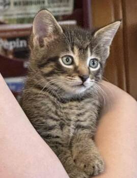 Rescue Domestic Short Hair Cats for Adoption in Port Washington, Wisconsin - Corduroy | PetCurious
