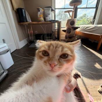 Earistotle -  Domestic Medium Hair Cat for Adoption in Tipp City, Ohio - Earistotle | PetCurious