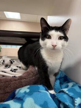 Fisher -  Domestic Short Hair Cat for Adoption in Black Eagle, Montana - Fisher | PetCurious