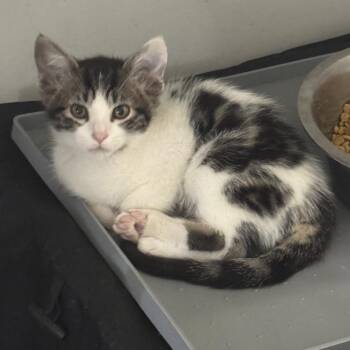 Neptune -  Domestic Short Hair Cat for Adoption in Spokane, Washington - Neptune | PetCurious