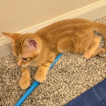 Domestic Short Hair Cats Available for Adoption in Belleville, Illinois - Chaos | PetCurious