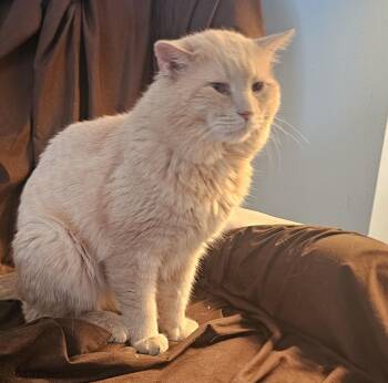 Bowie -  Tabby and Domestic Short Hair Cat for Adoption in Vaughan, Ontario - Bowie | PetCurious