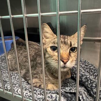 Nala -  Domestic Short Hair Cat for Adoption in Lake Jackson, Texas - Nala | PetCurious