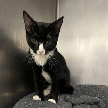 Zucchini -  Domestic Short Hair Cat for Adoption in West Palm Beach, Florida - Zucchini | PetCurious