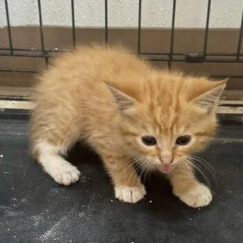 Chett -  Domestic Long Hair Cat for Adoption in Mooresville, North Carolina - Chett | PetCurious