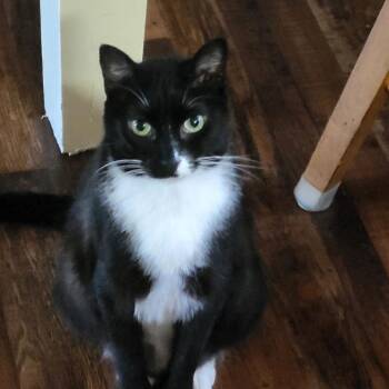 American Shorthair Cats Available for Adoption in Trenton, Georgia - Wisper | PetCurious