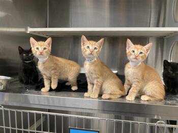 PUMKIN PIE -  Domestic Short Hair Cat for Adoption in Tustin, California - PUMKIN PIE | PetCurious