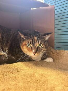 Lucia -  Domestic Short Hair Cat for Adoption in Sebastian, Florida - Lucia | PetCurious