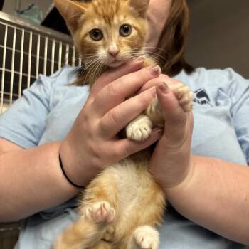 Yuki -  Domestic Short Hair Cat Available for Adoption in Spokane, Washington - Yuki | PetCurious