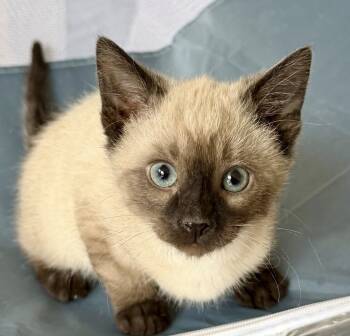 Rescue Siamese Cats for Adoption in Chicago, Illinois - Hans Solo Bonded Pair With Tippy | PetCurious