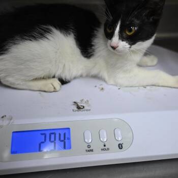 Domestic Short Hair Cats Available for Adoption - Happy | PetCurious