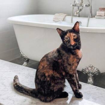 LuLu -  Tortoiseshell Cat for Adoption in Allen, Texas - LuLu | PetCurious